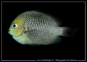 Little Damsel Fish Swimming... Que du bonheur... :O)... by Michel Lonfat 